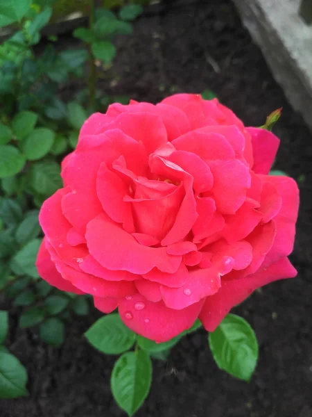 Ukrainische Rose namens Chersones, gezüchtet von Klimenko — Stockfoto