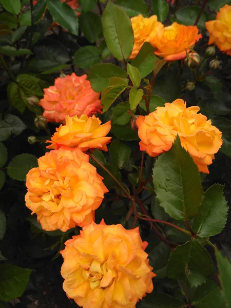Rosa arbusto chamado Krymskij Samotsvit — Fotografia de Stock