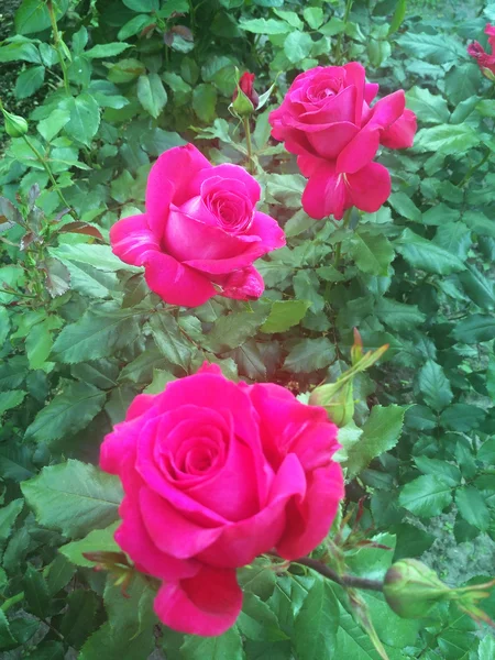 Três rosas chamadas Paris-Match — Fotografia de Stock