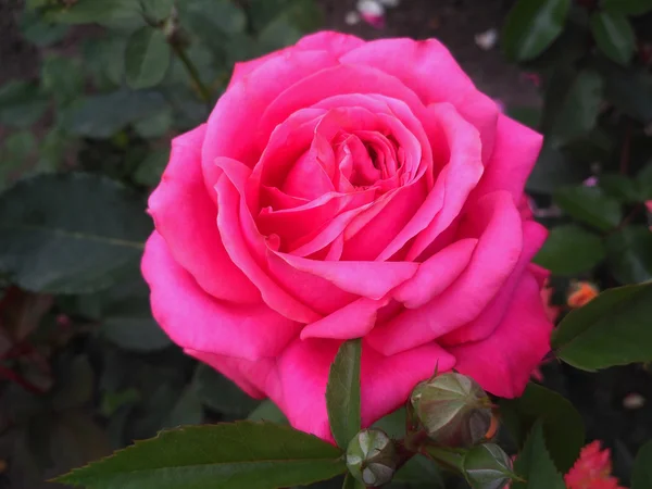 Wunderschöne rosa Rose im Garten — Stockfoto