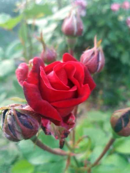 Dark red velvet rosebud begins to open — Stock Photo, Image