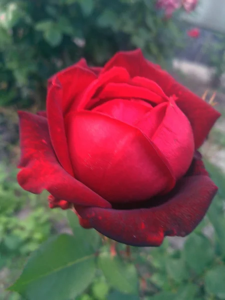 Rosebud de veludo vermelho escuro começa a abrir — Fotografia de Stock