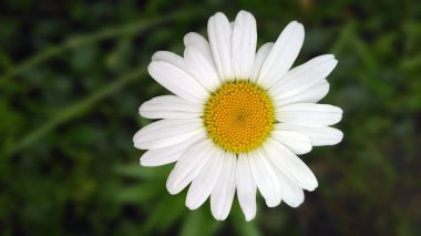 Papatya çiçeği bitkisi, yakın plan.