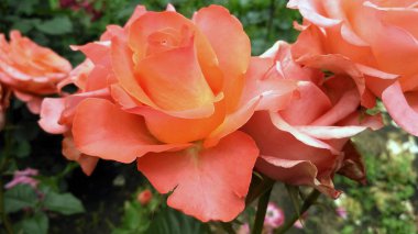 Bir tebrik kartı arkaplanı olarak mercan goncası