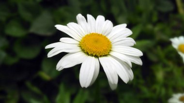 Beyaz ve sarı ayçiçeği doğal arka planda çiçek açar.