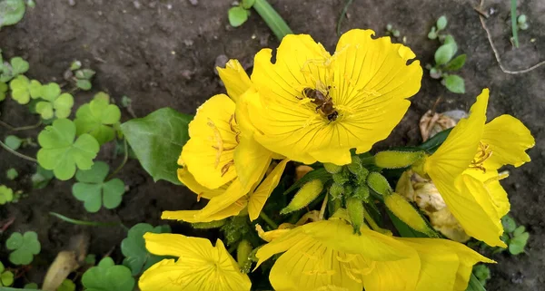 Κίτρινα Λουλούδια Ανθίζουν Πάνω Από Κήπο Κρεβάτι Φόντο — Φωτογραφία Αρχείου