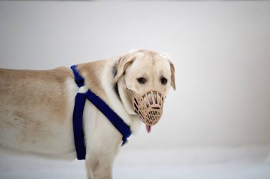 Kahverengi-sarı labrador köpeğinin portresini kapat ve giysileri kokla ve izole edilmiş arka planı olan sıra dışı şeyleri bulmaya çalış..