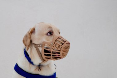 Kahverengi-sarı labrador köpeğinin portresini kapat ve giysileri kokla ve izole edilmiş arka planı olan sıra dışı şeyleri bulmaya çalış..