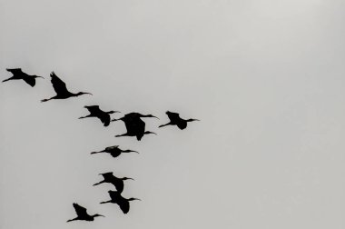 Gökyüzünde yüksekten uçan parlak aynak (Plegadis falcinellus) grubunun siluet görüntüsü. Boşluğu kopyala