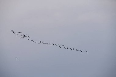Gökyüzünde yüksekten uçan parlak aynak (Plegadis falcinellus) grubunun siluet görüntüsü. Boşluğu kopyala