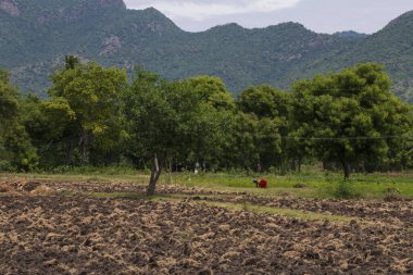 Boş tarım arazisi, sürülmüş tarlalar, verimli, siyah ve kahverengi toprak ekime hazır. Tohum ekmek ve ekmek için tarla hazır. Dağlarla ve palmiyelerle çevrili tarlalar.