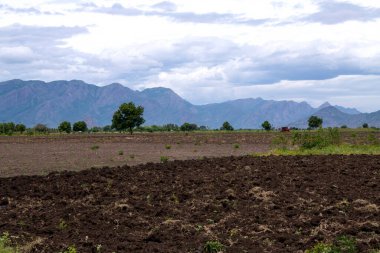 Boş tarım arazisi, sürülmüş tarlalar, verimli, siyah ve kahverengi toprak ekime hazır. Tohum ekmek ve ekmek için tarla hazır. Dağlarla ve palmiyelerle çevrili tarlalar.
