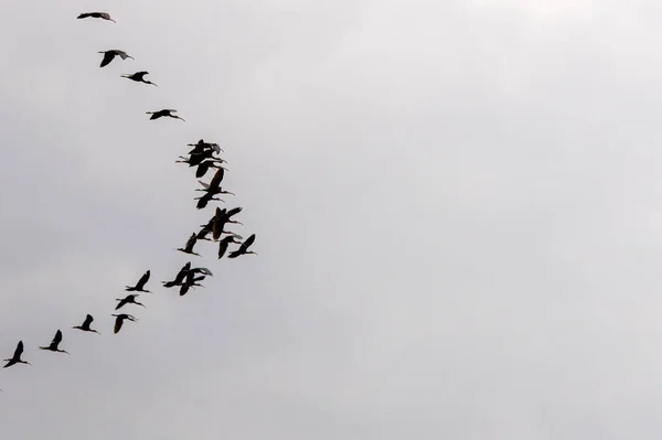 Silueta Obrazu Skupiny Lesklé Ibis Plegadis Falcinellus Formaci Letící Vysoko — Stock fotografie