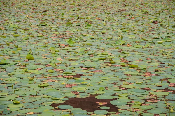 Lagoa Lótus Com Folha Lótus Botões Lótus Cercada Por Árvores — Fotografia de Stock