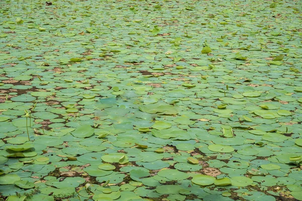 Lotus pond with lotus leaf and lotus buds surrounded by trees and plants near south indian temple. Famous temple pond in south india.hindu, tamil, tamil nadu, madurai, religion, temple, outdoor, hidden beauty, colour, organic, foliage, environment, c