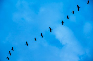 Gökyüzünde yüksekten uçan parlak aynak (Plegadis falcinellus) grubunun siluet görüntüsü. Boşluğu kopyala