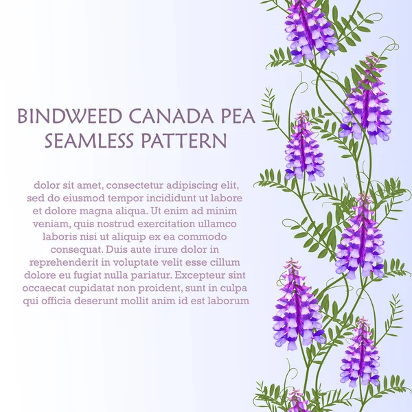 Borda vertical sem costura padrão flores silvestres bindweed pássaro ervilhaca canadá ervilha —  Vetores de Stock