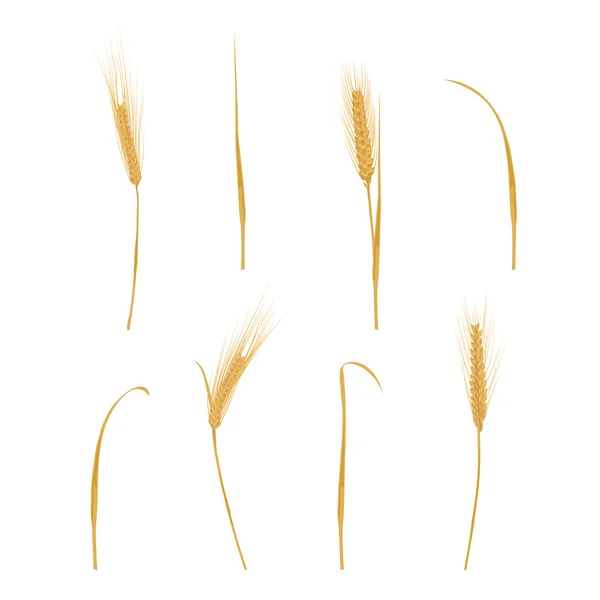 Uši pšenice izolované na bílém — Stockový vektor