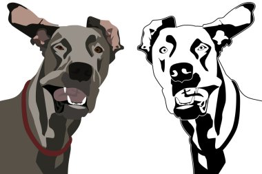 Arabadaki komik köpek.