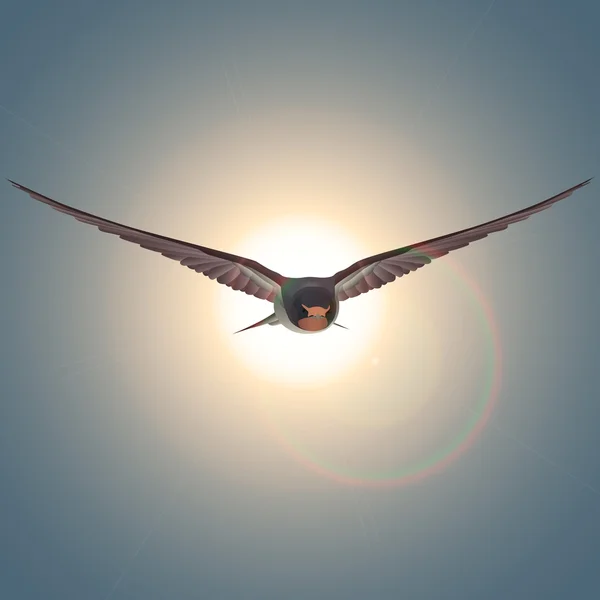 Uccello volante libero inghiottire al sole — Vettoriale Stock