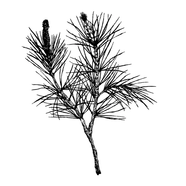 Dekorativní silueta ručně tažené borové větve — Stockový vektor