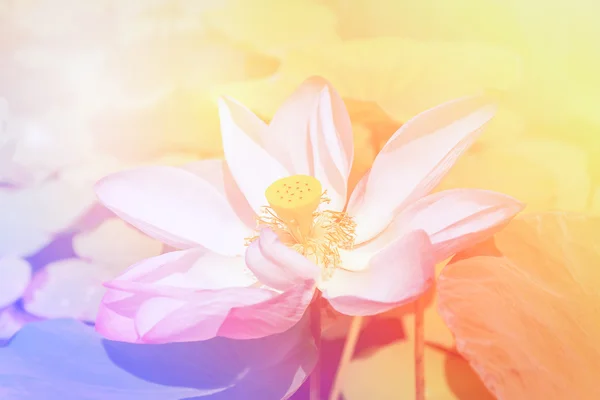 Güzel pembe lotus çiçeği pastel arka plan tarafından.