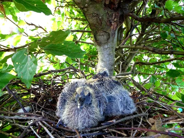 Çitteki bir yuvada iki genç güvercin