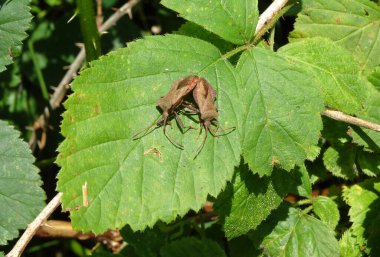 Yeşil yaprakta çiftleşen kuş böcekleri.