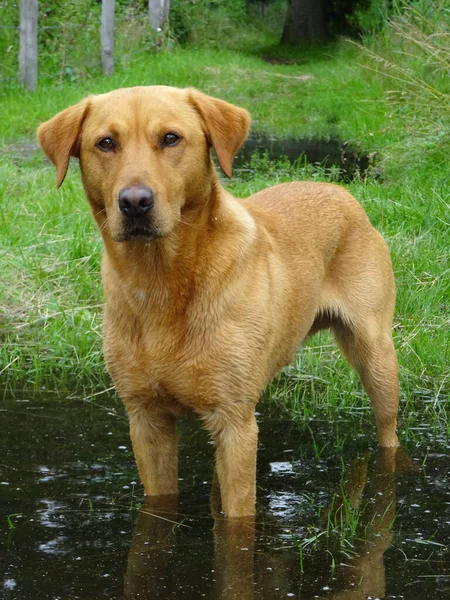 Labrador Amarillo Sendero Inundado — Foto de Stock