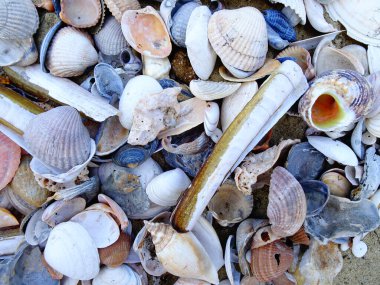 Kumda bir sürü farklı deniz kabuğu var.