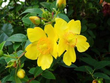 Hypericum, yeşil yapraklı açık sarı iki çiçek.