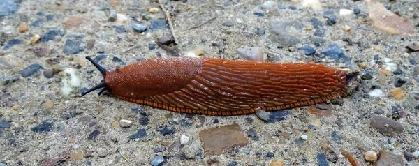 Braune Nacktschnecke Nahaufnahme — Stockfoto