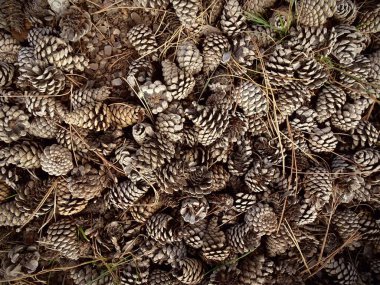 Üst görünümde, arkaplanda birçok çam kozalağı.