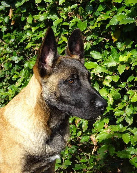 Malinois Štěně Hlava Zblízka Zelený Živý Plot Jako Pozadí — Stock fotografie