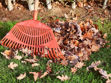 Bir portakal yaprağı, çimlerin üzerinde düşen meşe yapraklarıyla yakın plan tırmıklanıyor..