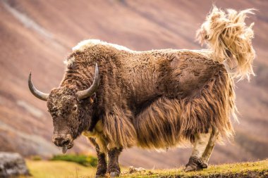 Büyük boynuzlu Yak, Nepal