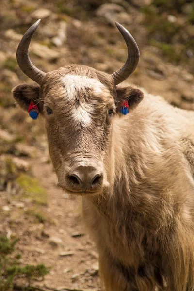 Рогата корова з кольорами — стокове фото