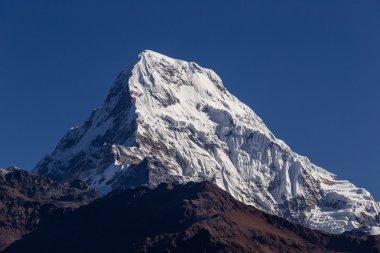 Himalaya tepepicco himalayano