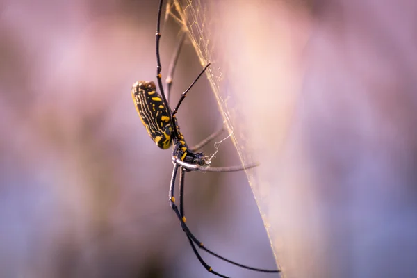 Павук, роблячи сітку — стокове фото