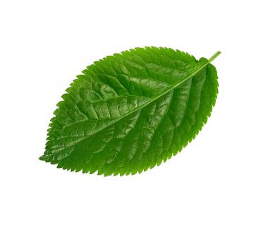 Yeşil yapraklı pürüzsüz desen