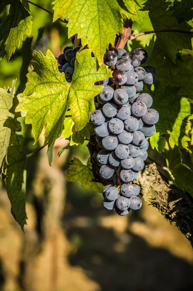 Manojos de uvas de vino tinto colgando del vino — Foto de Stock