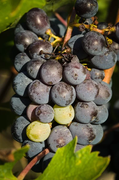 Бучки красного винограда, висящие на вине — стоковое фото