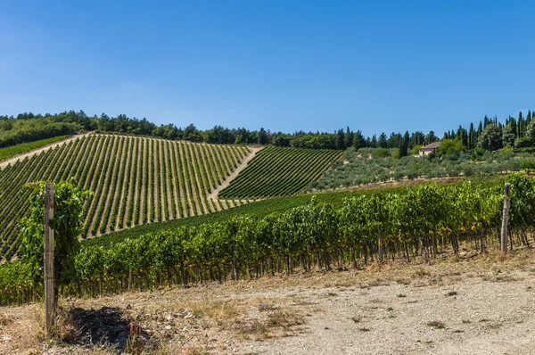 Un viñedo en Toscana, Italia — Foto de Stock