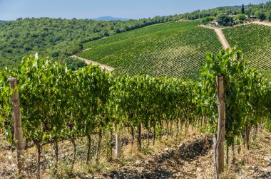 bir bağ Toskana, İtalya