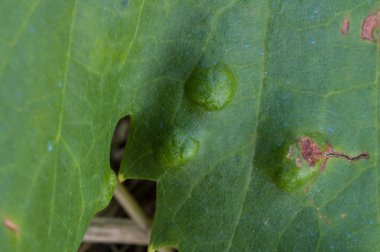 Colomerus vitis