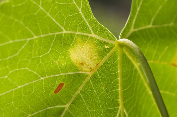 Peronospora — Foto Stock