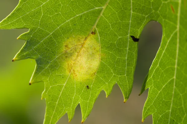 Peronospora — Foto Stock