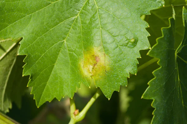 Peronospora — Foto Stock