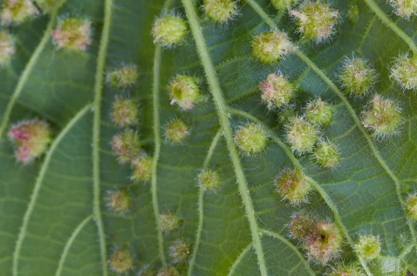 Colomerus vitis