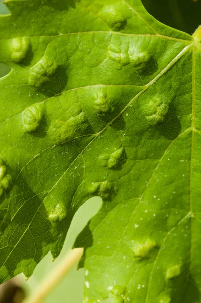 Colomerus vitis — Foto de Stock